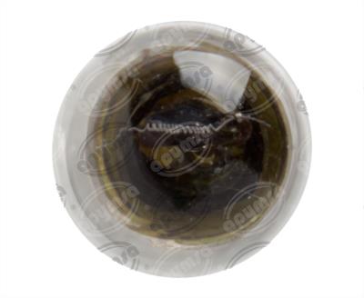 FOCO INCANDESCENTE 1003 TRANSPARENTE 24V 15W 1 POLOS 1PZ QBH STAR 1003 24V 